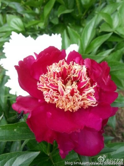 【石之若璞-花事-夏日觅花影】中文学名： 芍药~ 拉丁学名： Paeonia lactiflora~ 别称： 将离、离草、婪尾春、余容、犁食、没骨花、黑牵夷、红药等~ 老的分类系统芍药是归在“毛茛科”的~较新的分类系统中是分在“芍…