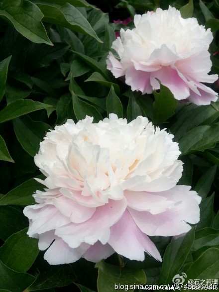 【石之若璞-花事-夏日觅花影】中文学名： 芍药~ 拉丁学名： Paeonia lactiflora~ 别称： 将离、离草、婪尾春、余容、犁食、没骨花、黑牵夷、红药等~ 老的分类系统芍药是归在“毛茛科”的~较新的分类系统中是分在“芍药科”~ 在中国的栽培历史超过4900年，是中国栽培最早的一种花卉。位列草本之首，其被人们誉为“花仙”和“花相”，且被列为“六大名花”之一，又被称为“五月花神”，因自古就作为爱情之花，现已被尊为七夕节的代表花卉~