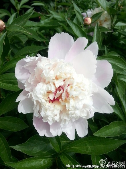 【石之若璞-花事-夏日觅花影】中文学名： 芍药~ 拉丁学名： Paeonia lactiflora~ 别称： 将离、离草、婪尾春、余容、犁食、没骨花、黑牵夷、红药等~ 老的分类系统芍药是归在“毛茛科”的~较新的分类系统中是分在“芍药科”~ 在中国的栽培历史超过4900年，是中国栽培最早的一种花卉。位列草本之首，其被人们誉为“花仙”和“花相”，且被列为“六大名花”之一，又被称为“五月花神”，因自古就作为爱情之花，现已被尊为七夕节的代表花卉~