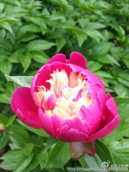 【石之若璞-花事-夏日觅花影】中文学名： 芍药~ 拉丁学名： Paeonia lactiflora~ 别称： 将离、离草、婪尾春、余容、犁食、没骨花、黑牵夷、红药等~ 老的分类系统芍药是归在“毛茛科”的~较新的分类系统中是分在“芍药科”~ 在中国的栽培历史超过4900年，是中国栽培最早的一种花卉。位列草本之首，其被人们誉为“花仙”和“花相”，且被列为“六大名花”之一，又被称为“五月花神”，因自古就作为爱情之花，现已被尊为七夕节的代表花卉~