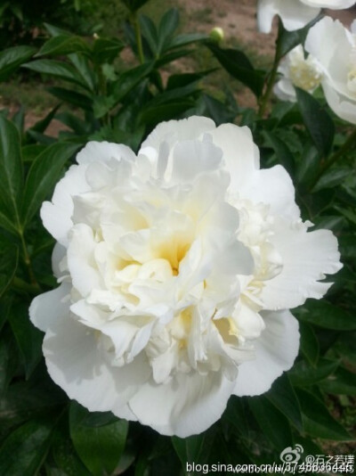 【石之若璞-花事-夏日觅花影】中文学名： 芍药~ 拉丁学名： Paeonia lactiflora~ 别称： 将离、离草、婪尾春、余容、犁食、没骨花、黑牵夷、红药等~ 老的分类系统芍药是归在“毛茛科”的~较新的分类系统中是分在“芍…