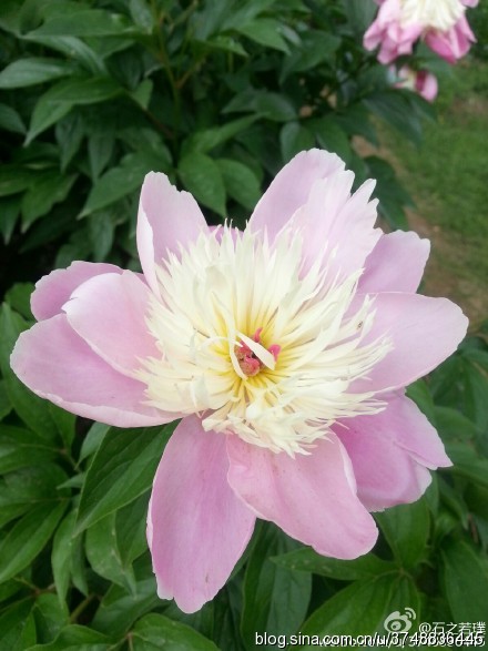 【石之若璞-花事-夏日觅花影】中文学名： 芍药~ 拉丁学名： Paeonia lactiflora~ 别称： 将离、离草、婪尾春、余容、犁食、没骨花、黑牵夷、红药等~ 老的分类系统芍药是归在“毛茛科”的~较新的分类系统中是分在“芍药科”~ 在中国的栽培历史超过4900年，是中国栽培最早的一种花卉。位列草本之首，其被人们誉为“花仙”和“花相”，且被列为“六大名花”之一，又被称为“五月花神”，因自古就作为爱情之花，现已被尊为七夕节的代表花卉~