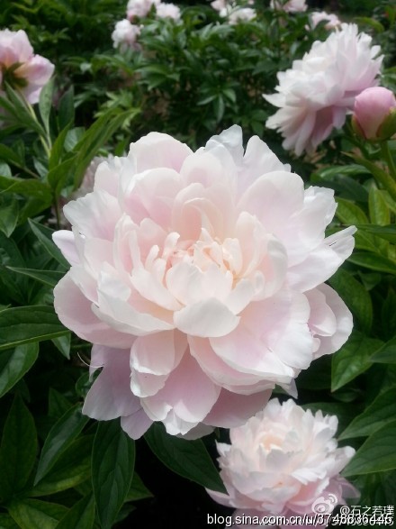 【石之若璞-花事-夏日觅花影】中文学名： 芍药~ 拉丁学名： Paeonia lactiflora~ 别称： 将离、离草、婪尾春、余容、犁食、没骨花、黑牵夷、红药等~ 老的分类系统芍药是归在“毛茛科”的~较新的分类系统中是分在“芍药科”~ 在中国的栽培历史超过4900年，是中国栽培最早的一种花卉。位列草本之首，其被人们誉为“花仙”和“花相”，且被列为“六大名花”之一，又被称为“五月花神”，因自古就作为爱情之花，现已被尊为七夕节的代表花卉~