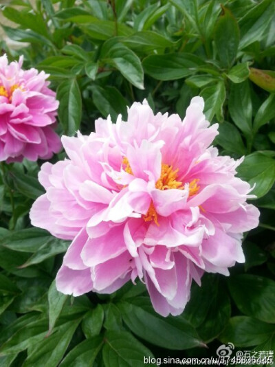 【石之若璞-花事-夏日觅花影】中文学名： 芍药~ 拉丁学名： Paeonia lactiflora~ 别称： 将离、离草、婪尾春、余容、犁食、没骨花、黑牵夷、红药等~ 老的分类系统芍药是归在“毛茛科”的~较新的分类系统中是分在“芍…