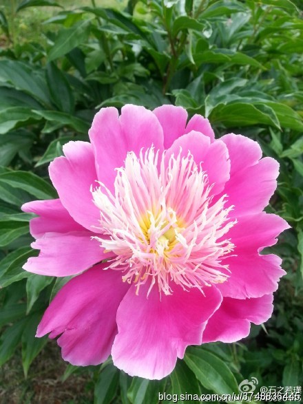 【石之若璞-花事-夏日觅花影】中文学名： 芍药~ 拉丁学名： Paeonia lactiflora~ 别称： 将离、离草、婪尾春、余容、犁食、没骨花、黑牵夷、红药等~ 老的分类系统芍药是归在“毛茛科”的~较新的分类系统中是分在“芍药科”~ 在中国的栽培历史超过4900年，是中国栽培最早的一种花卉。位列草本之首，其被人们誉为“花仙”和“花相”，且被列为“六大名花”之一，又被称为“五月花神”，因自古就作为爱情之花，现已被尊为七夕节的代表花卉~