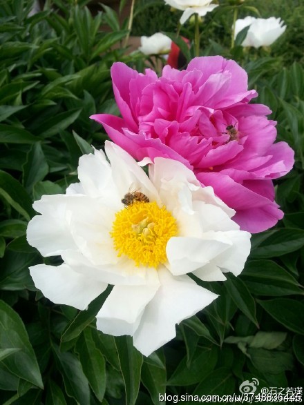 【石之若璞-花事-夏日觅花影】中文学名： 芍药~ 拉丁学名： Paeonia lactiflora~ 别称： 将离、离草、婪尾春、余容、犁食、没骨花、黑牵夷、红药等~ 老的分类系统芍药是归在“毛茛科”的~较新的分类系统中是分在“芍药科”~ 在中国的栽培历史超过4900年，是中国栽培最早的一种花卉。位列草本之首，其被人们誉为“花仙”和“花相”，且被列为“六大名花”之一，又被称为“五月花神”，因自古就作为爱情之花，现已被尊为七夕节的代表花卉~