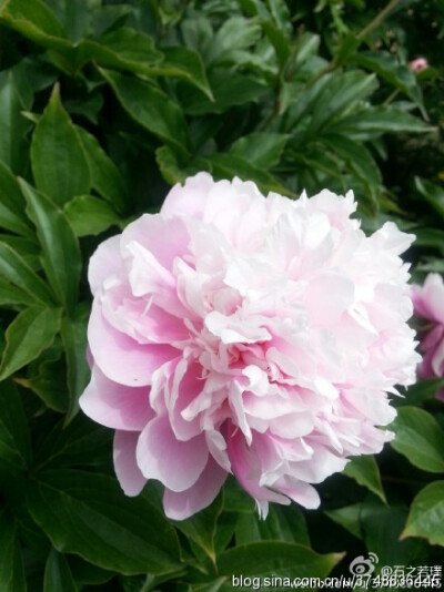 【石之若璞-花事-夏日觅花影】中文学名： 芍药~ 拉丁学名： Paeonia lactiflora~ 别称： 将离、离草、婪尾春、余容、犁食、没骨花、黑牵夷、红药等~ 老的分类系统芍药是归在“毛茛科”的~较新的分类系统中是分在“芍…