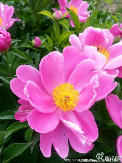 【石之若璞-花事-夏日觅花影】中文学名： 芍药~ 拉丁学名： Paeonia lactiflora~ 别称： 将离、离草、婪尾春、余容、犁食、没骨花、黑牵夷、红药等~ 老的分类系统芍药是归在“毛茛科”的~较新的分类系统中是分在“芍…