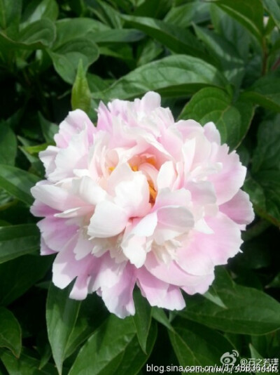 【石之若璞-花事-夏日觅花影】中文学名： 芍药~ 拉丁学名： Paeonia lactiflora~ 别称： 将离、离草、婪尾春、余容、犁食、没骨花、黑牵夷、红药等~ 老的分类系统芍药是归在“毛茛科”的~较新的分类系统中是分在“芍…