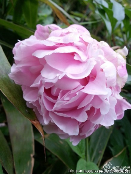 【石之若璞-花事-夏日觅花影】中文学名： 芍药~ 拉丁学名： Paeonia lactiflora~ 别称： 将离、离草、婪尾春、余容、犁食、没骨花、黑牵夷、红药等~ 老的分类系统芍药是归在“毛茛科”的~较新的分类系统中是分在“芍药科”~ 在中国的栽培历史超过4900年，是中国栽培最早的一种花卉。位列草本之首，其被人们誉为“花仙”和“花相”，且被列为“六大名花”之一，又被称为“五月花神”，因自古就作为爱情之花，现已被尊为七夕节的代表花卉~