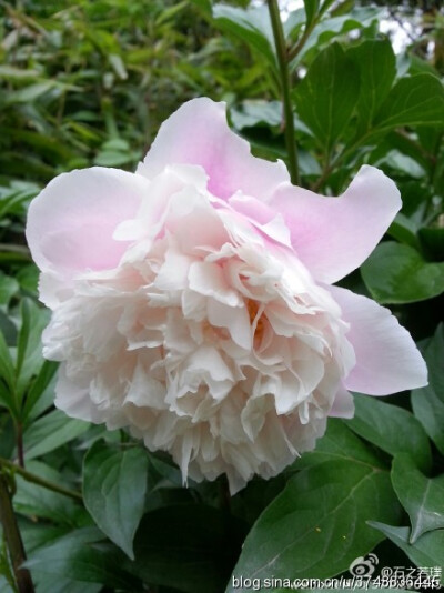 【石之若璞-花事-夏日觅花影】中文学名： 芍药~ 拉丁学名： Paeonia lactiflora~ 别称： 将离、离草、婪尾春、余容、犁食、没骨花、黑牵夷、红药等~ 老的分类系统芍药是归在“毛茛科”的~较新的分类系统中是分在“芍…