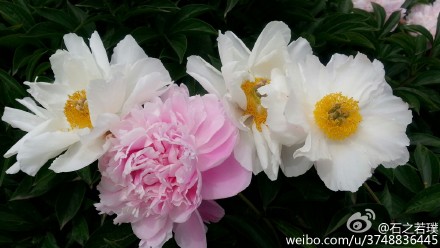 【石之若璞-花事-夏日觅花影】中文学名： 芍药~ 拉丁学名： Paeonia lactiflora~ 别称： 将离、离草、婪尾春、余容、犁食、没骨花、黑牵夷、红药等~ 老的分类系统芍药是归在“毛茛科”的~较新的分类系统中是分在“芍药科”~ 在中国的栽培历史超过4900年，是中国栽培最早的一种花卉。位列草本之首，其被人们誉为“花仙”和“花相”，且被列为“六大名花”之一，又被称为“五月花神”，因自古就作为爱情之花，现已被尊为七夕节的代表花卉~