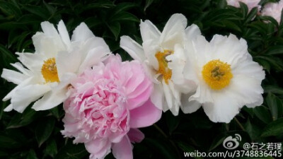 【石之若璞-花事-夏日觅花影】中文学名： 芍药~ 拉丁学名： Paeonia lactiflora~ 别称： 将离、离草、婪尾春、余容、犁食、没骨花、黑牵夷、红药等~ 老的分类系统芍药是归在“毛茛科”的~较新的分类系统中是分在“芍…