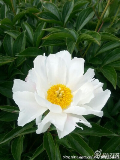 【石之若璞-花事-夏日觅花影】中文学名： 芍药~ 拉丁学名： Paeonia lactiflora~ 别称： 将离、离草、婪尾春、余容、犁食、没骨花、黑牵夷、红药等~ 老的分类系统芍药是归在“毛茛科”的~较新的分类系统中是分在“芍…