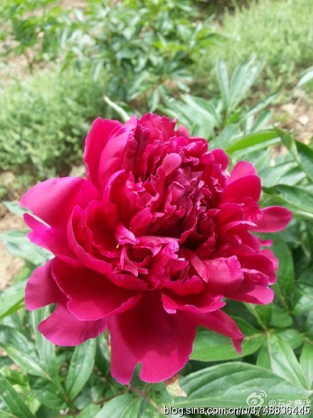 【石之若璞-花事-夏日觅花影】中文学名： 芍药~ 拉丁学名： Paeonia lactiflora~ 别称： 将离、离草、婪尾春、余容、犁食、没骨花、黑牵夷、红药等~ 老的分类系统芍药是归在“毛茛科”的~较新的分类系统中是分在“芍药科”~ 在中国的栽培历史超过4900年，是中国栽培最早的一种花卉。位列草本之首，其被人们誉为“花仙”和“花相”，且被列为“六大名花”之一，又被称为“五月花神”，因自古就作为爱情之花，现已被尊为七夕节的代表花卉~