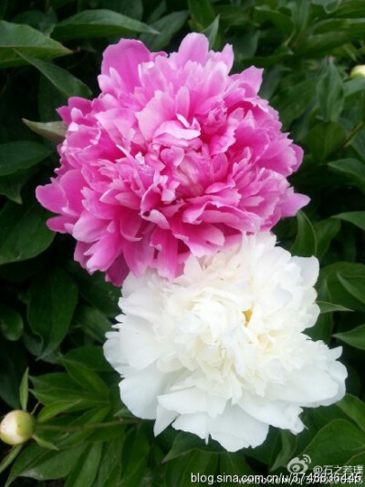 【石之若璞-花事-夏日觅花影】中文学名： 芍药~ 拉丁学名： Paeonia lactiflora~ 别称： 将离、离草、婪尾春、余容、犁食、没骨花、黑牵夷、红药等~ 老的分类系统芍药是归在“毛茛科”的~较新的分类系统中是分在“芍…