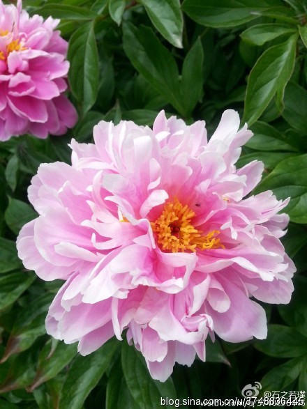 【石之若璞-花事-夏日觅花影】中文学名： 芍药~ 拉丁学名： Paeonia lactiflora~ 别称： 将离、离草、婪尾春、余容、犁食、没骨花、黑牵夷、红药等~ 老的分类系统芍药是归在“毛茛科”的~较新的分类系统中是分在“芍药科”~ 在中国的栽培历史超过4900年，是中国栽培最早的一种花卉。位列草本之首，其被人们誉为“花仙”和“花相”，且被列为“六大名花”之一，又被称为“五月花神”，因自古就作为爱情之花，现已被尊为七夕节的代表花卉~