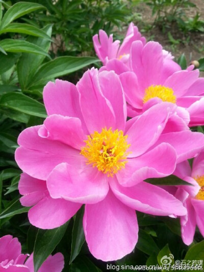 【石之若璞-花事-夏日觅花影】中文学名： 芍药~ 拉丁学名： Paeonia lactiflora~ 别称： 将离、离草、婪尾春、余容、犁食、没骨花、黑牵夷、红药等~ 老的分类系统芍药是归在“毛茛科”的~较新的分类系统中是分在“芍…