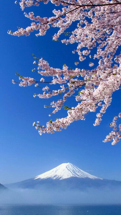 自然风景 浪漫樱花 山脉 地理 自然风光 唯美壁纸