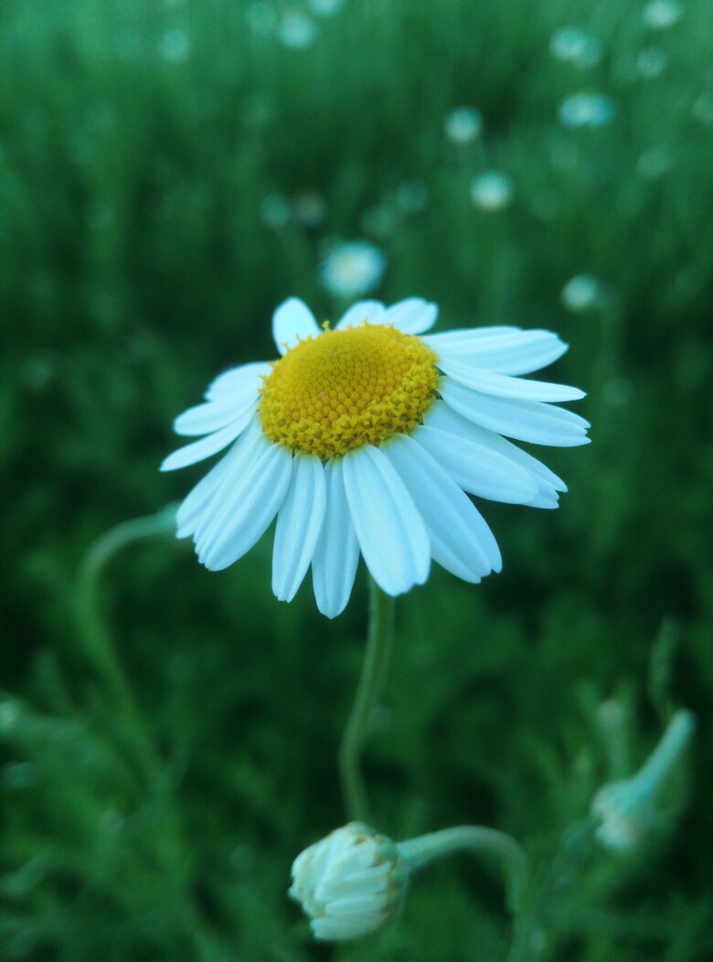 羅馬甘菊