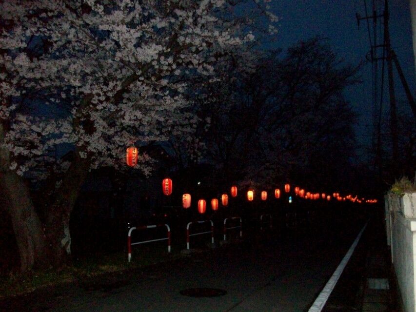 群馬県前橋市大手町的夜景，路边一排樱花树下的灯笼，好美呀