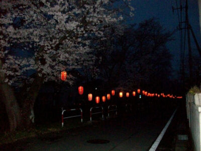 群馬県前橋市大手町的夜景，路边一排樱花树下的灯笼，好美呀