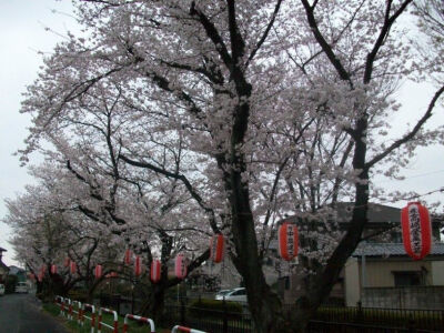 白天的前橋大手町，貌似夜景的樱花和路灯的相衬更美