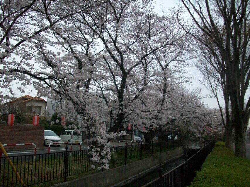 路边的樱花树