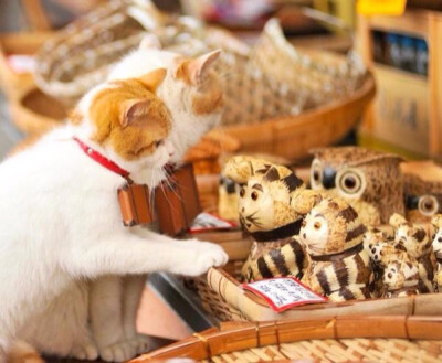 猫咪、Where will we go？