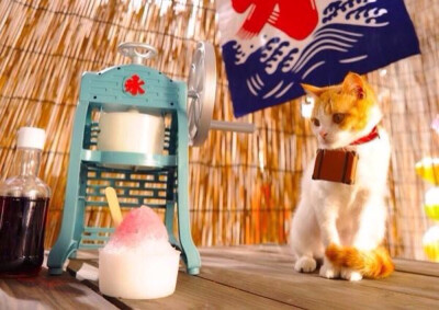 猫咪猫咪、Where will we go？