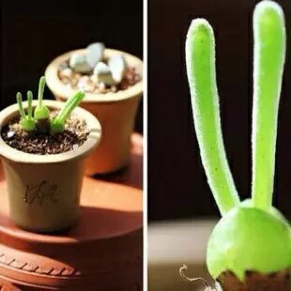 多肉植物-碧光环