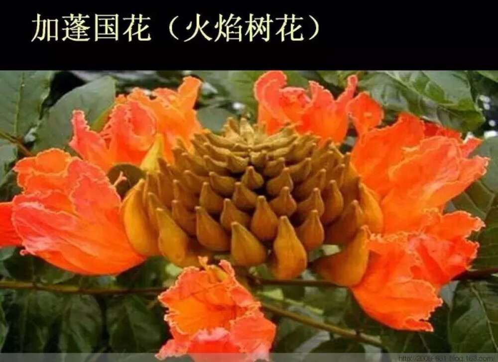 加蓬国花（火焰树花）