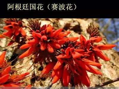 阿根廷国花（赛波花）