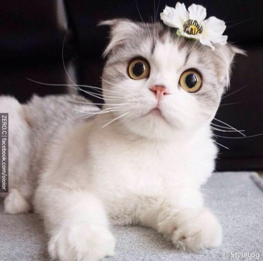 可爱猫咪折耳猫