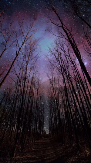 唯美星空 夜景 夜空 星光 树木 森林 自然风景 iphone手机壁纸 唯美壁纸 锁屏