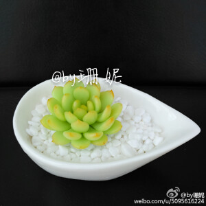 @by珊妮    软陶多肉植物