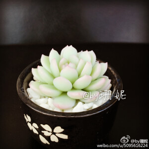 @by珊妮    软陶多肉植物
