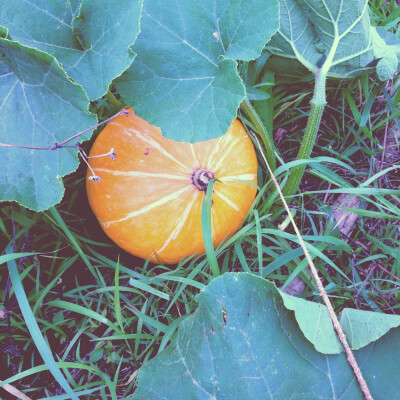 学校农场师傅种的pumpkin！