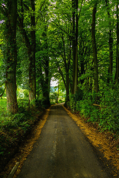 森林里，比利时列日 Forest Lane, Liege, Belgium