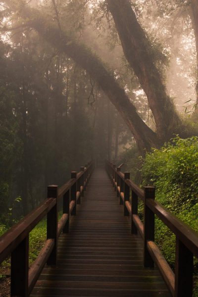 森林的路径， 台湾