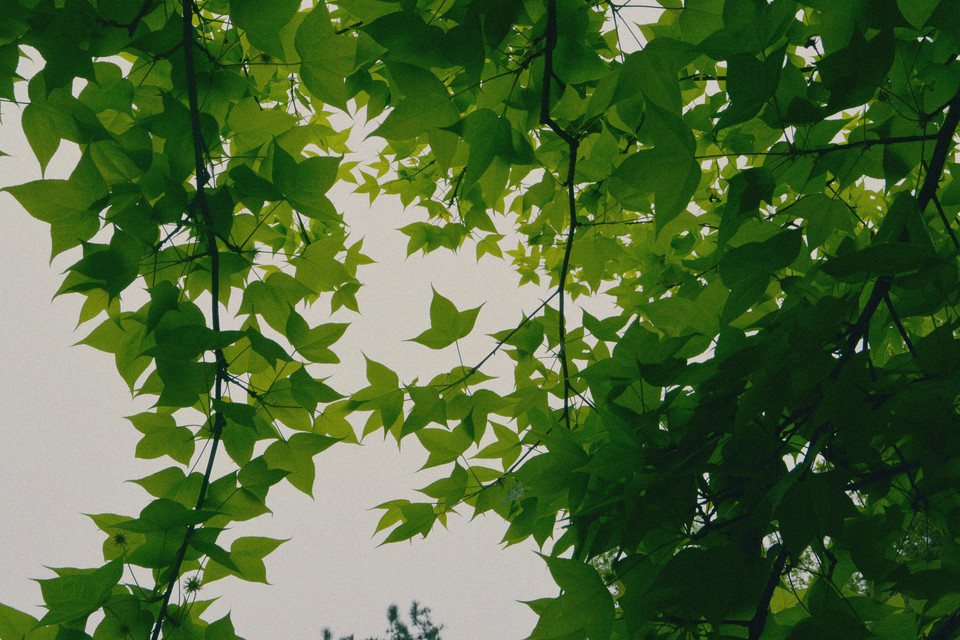 Green and blue.in a box, through the mail.