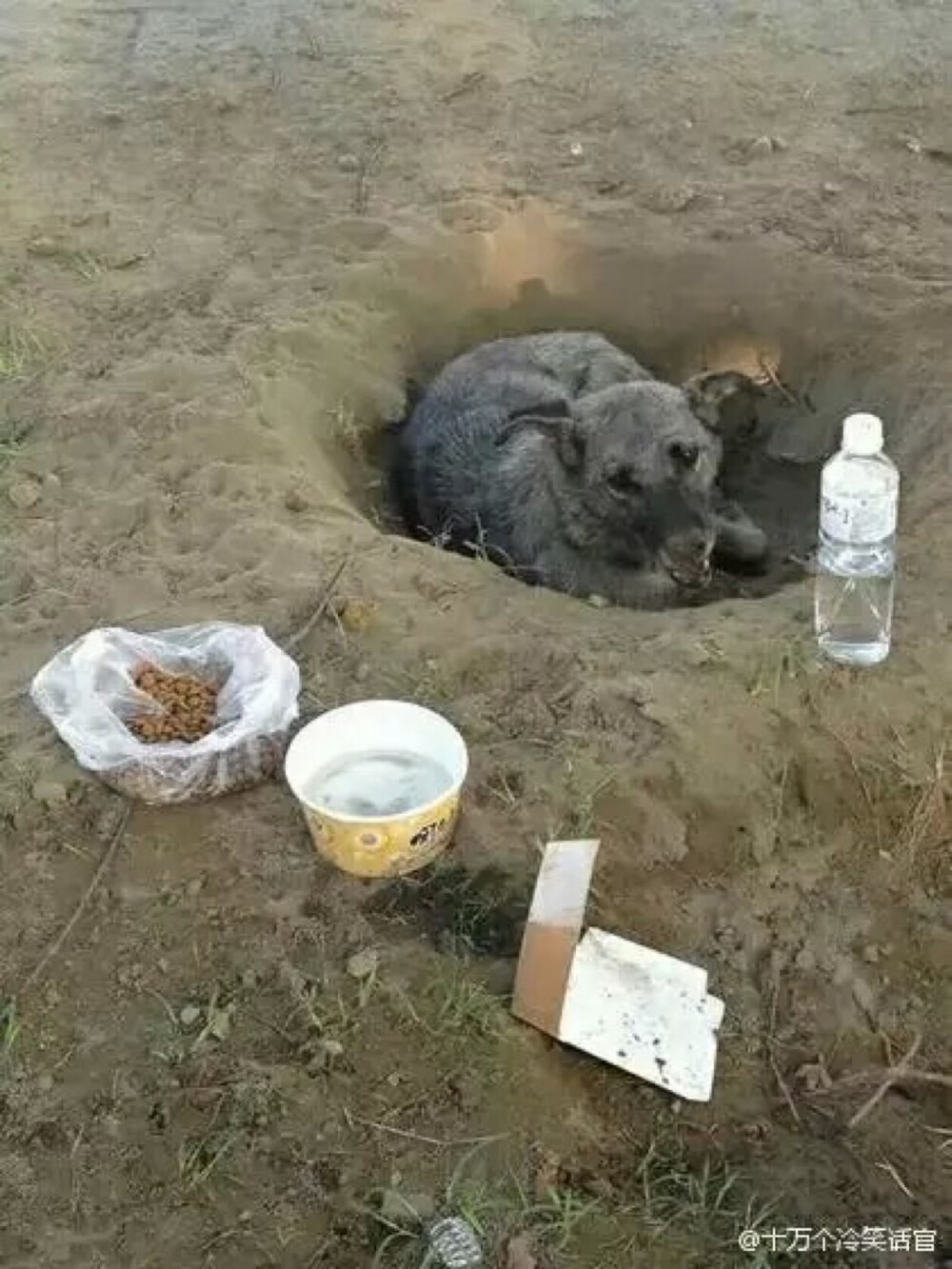  饲主搬家去别的城市没带狗狗一起离开，狗狗挖了个洞傻傻等主人回来…还好有些好心人带了些食物给它。。@ 十万个冷笑话官