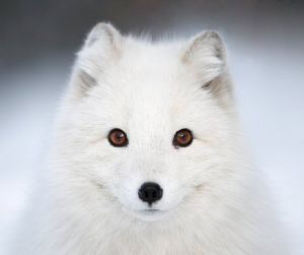 arctic fox