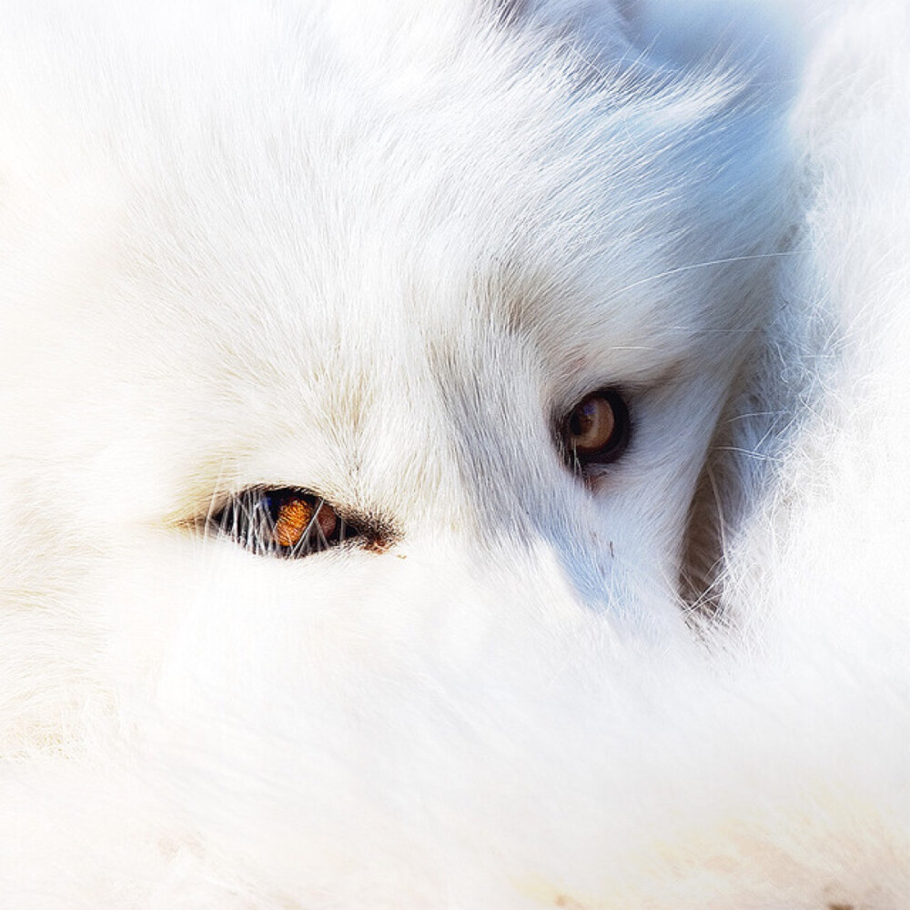 arctic fox