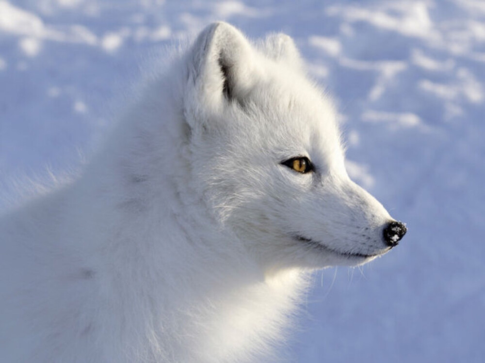 arctic fox