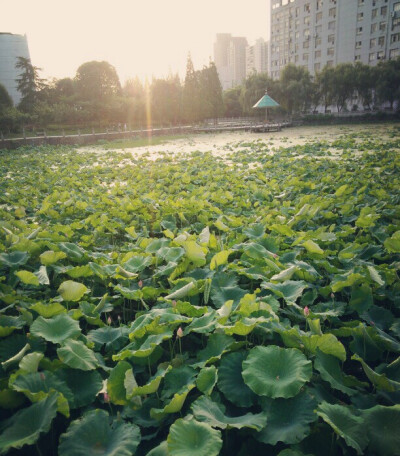 学校的小荷塘