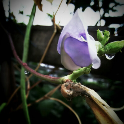 下过一场雨·豆荚花 来自 张小篱儿