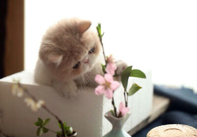 “花花？”……
