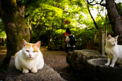 夏日 日本庭院 绿色 旅行 静美