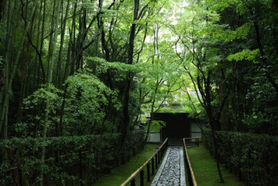 夏日 日本庭院 绿色 旅行 静美